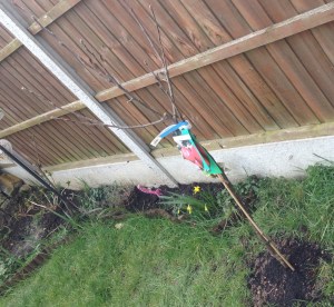 Katy Pearson apple tree