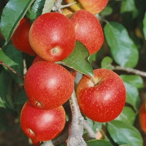 Katy Pearson apple tree