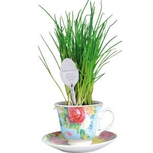 Teacup chives grow set