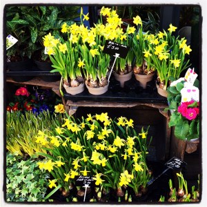 daffodil katy pearson