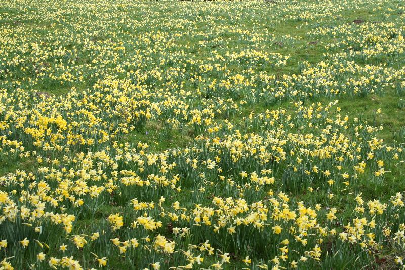 West Meadow at Warley Place Nature Reserve, Brentwood