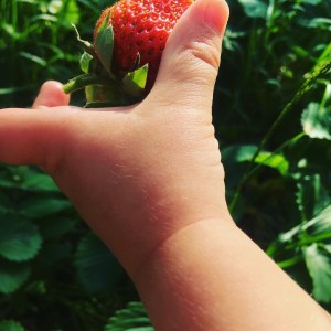 Strawberry picking, Katy Pearson, #whatkatydidUK