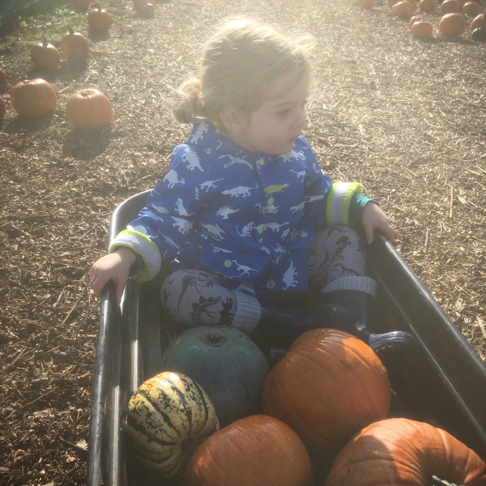 pumpkin picking, Sonny Jim
